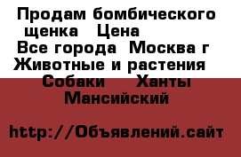 Продам бомбического щенка › Цена ­ 30 000 - Все города, Москва г. Животные и растения » Собаки   . Ханты-Мансийский